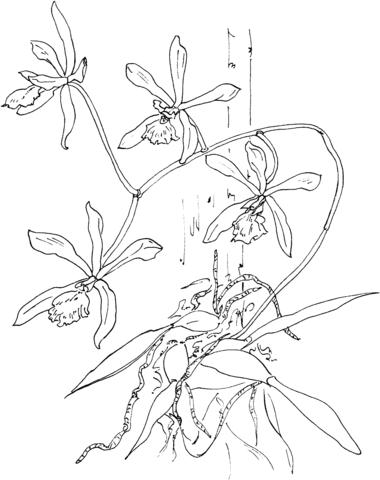 Epidendrum Tampense Or Butterfly Orchid Coloring Page